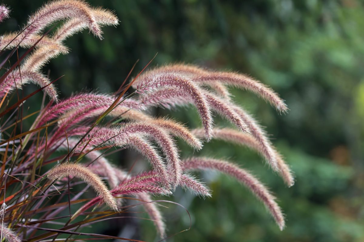 Pennisetum setaceum rubrum - JPLDesigns ©jpldesigns