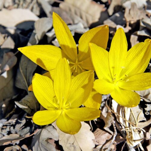 sternbergia lutea - iropa sternbergia lutea • bulbes