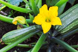 Courgette