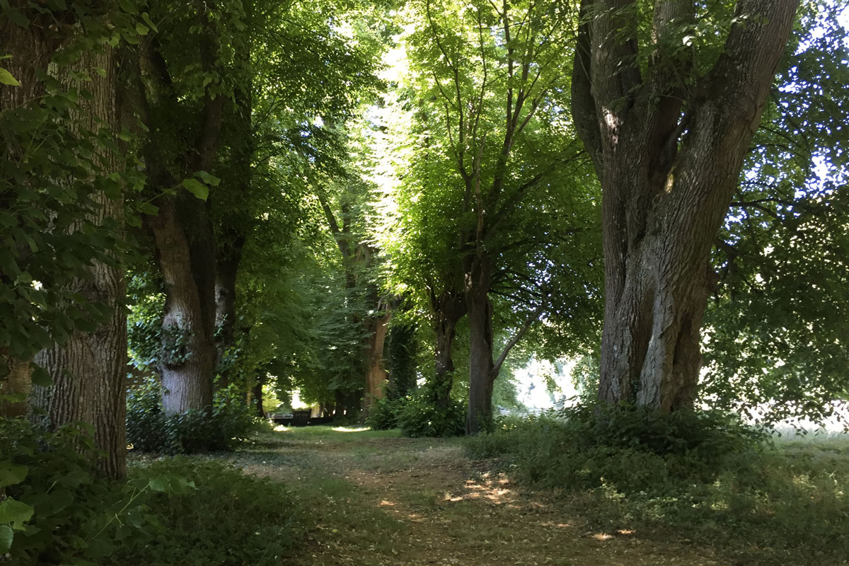 Vieux arbres ©Valérie Collet