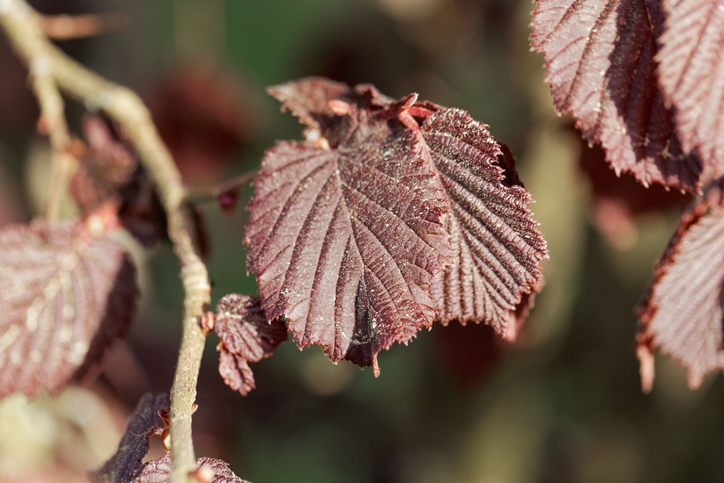 Corylus maxima - weisschr Stock-953577666 ©weisschr