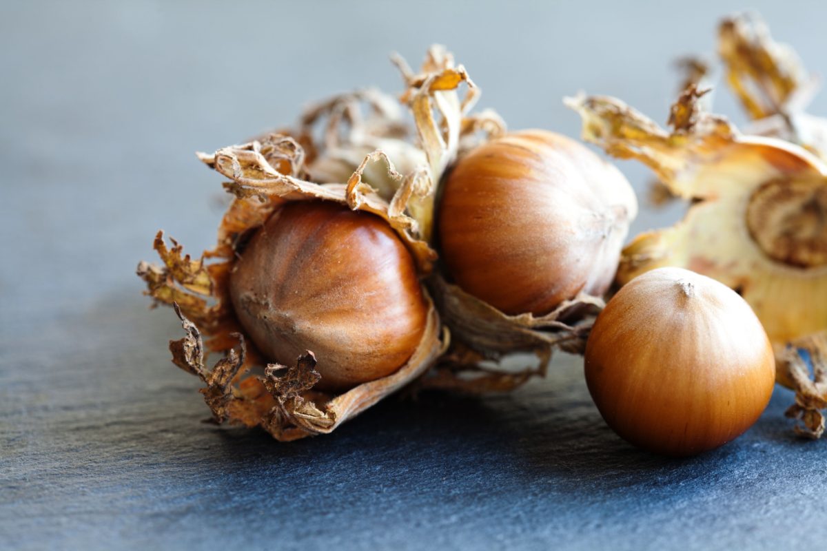 noisette - corylus maxima - involucre - Besjunior Noisettes et involucres ©Besjunior