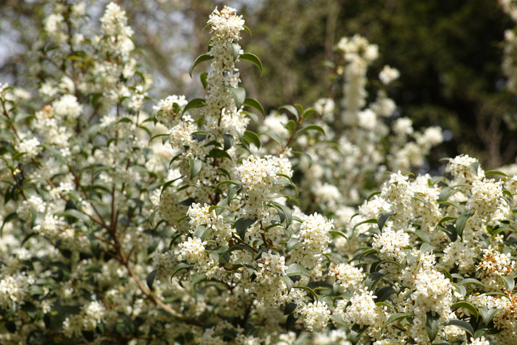 Osmanthus burkwoodii - osmanthe de burkwood - Kayco ©Kayco