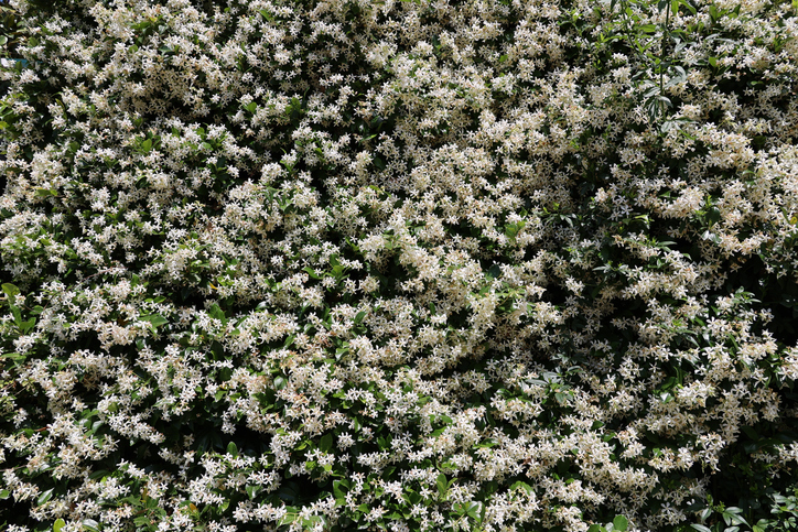 Osmanthus burkwoodii - Osmanthe de Burkwood - Vipersniper O. burkwoodii ©Vipersniper