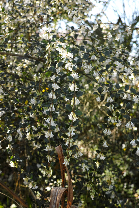 Osmanthus delavayi - Kayco O. Delavayi - Kayco
