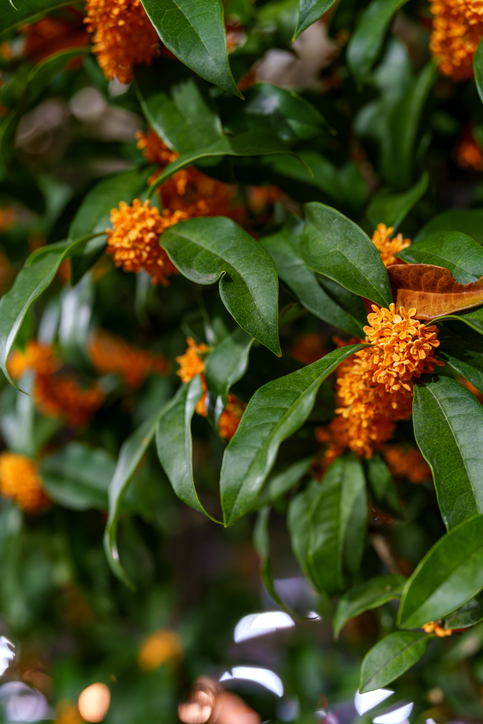 Osmanthus fragrans - hiro2832 O. fragrans ©hiro2832