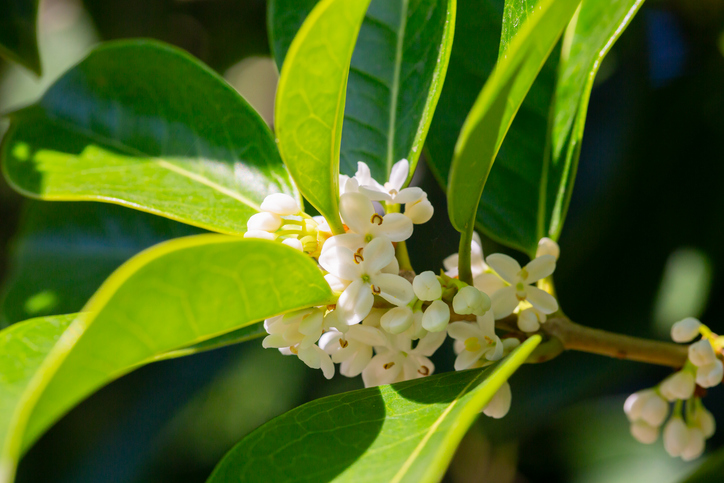 Osmanthus heterophyllus - osmanthe feuille de houx - Anna Nelidova Osmanthus heterophyllus ©Anna Nelidova