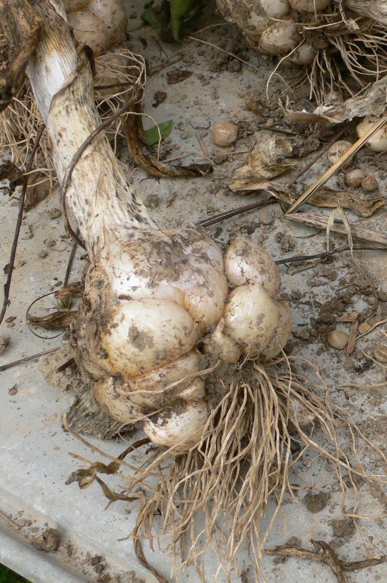 bulbe poireau perpetuel - bistrobarblog bulbe poireau perpétuel