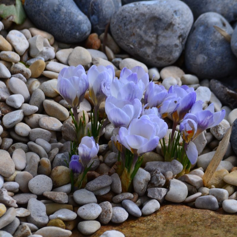 crocus - guenole savina Crocus