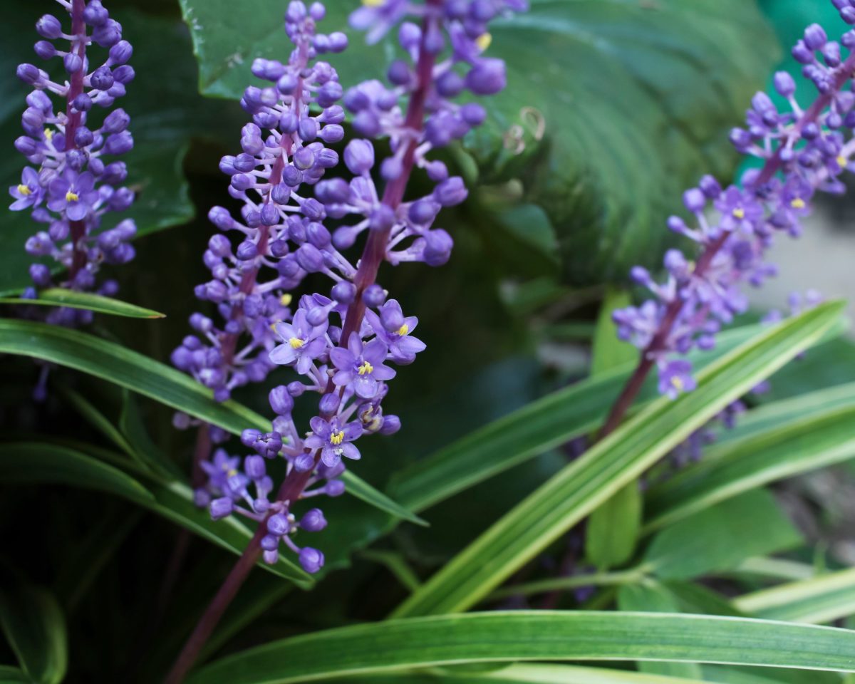 liriope muscari -c11yg (1) ©c11yg