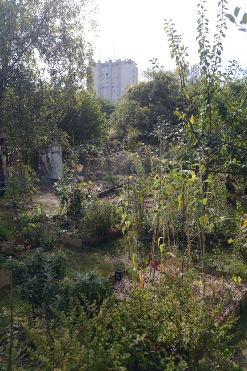 Un jardin dans la ville ©Éric Lenoir. Les murs à pêches à montreuil