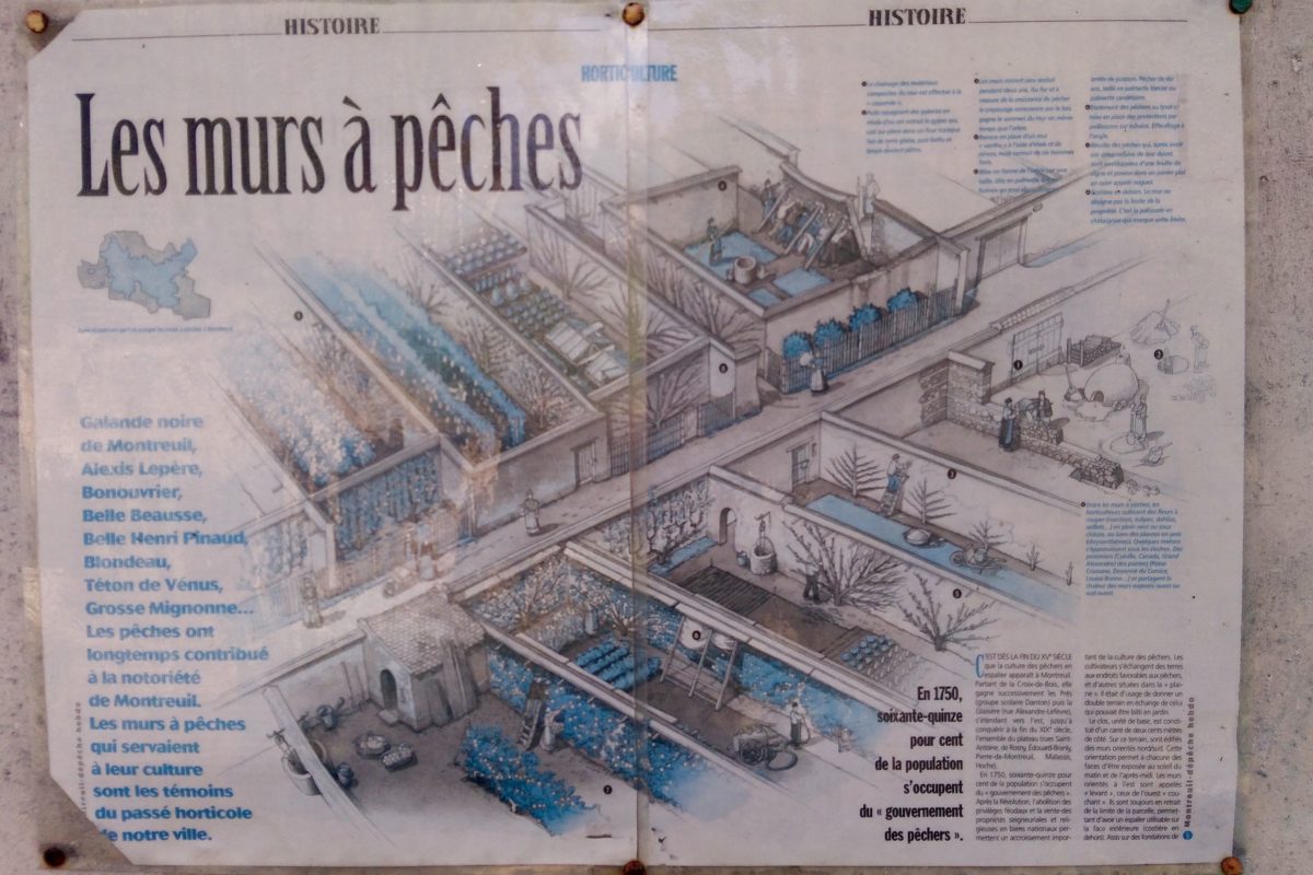 Montreuil - murs a peches - illustration ancienne - Eric Lenoir Les murs à pêches de Montreuil