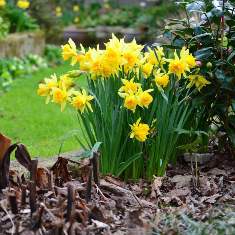 narcisse - narcissus 2 - guenole savina Narcisses • Narcissus • les bulbes