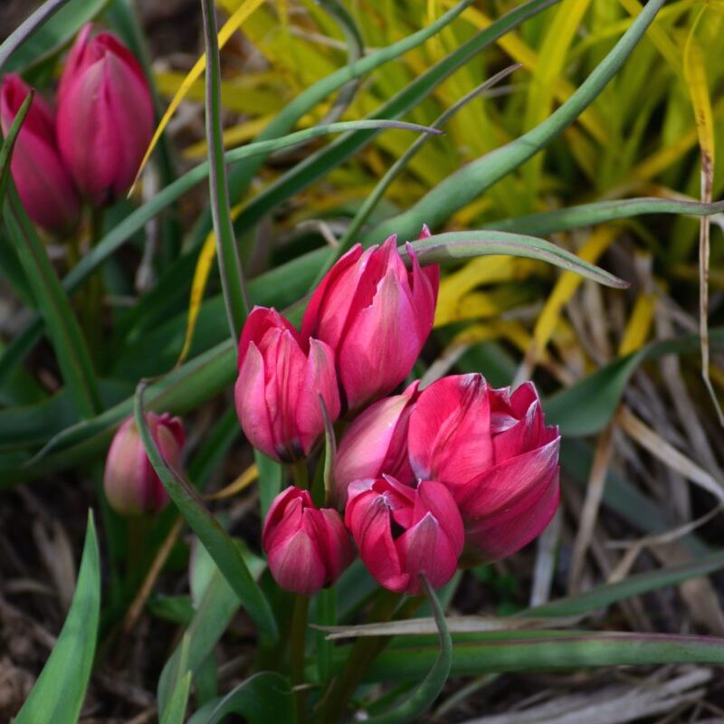tulipe botanique - guenole savina Tulipe botanique • les bulbes
