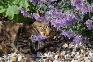 nepeta cataria - chat - peplow ©Peplow