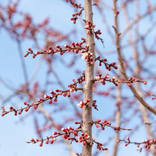 bourgeon - TatyanaMishchenko bourgeon