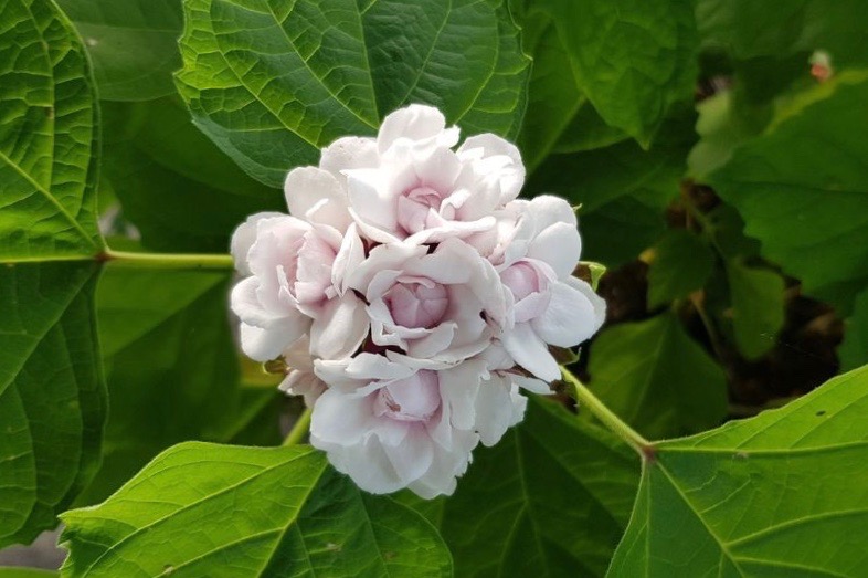 clerodendrum-chinense ©Pépinière de La Roche Saint-Louis