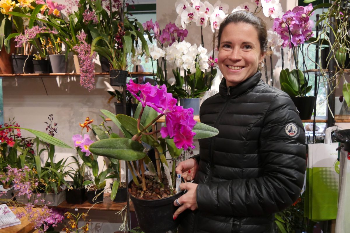 Comment cultiver le phalaenopsis