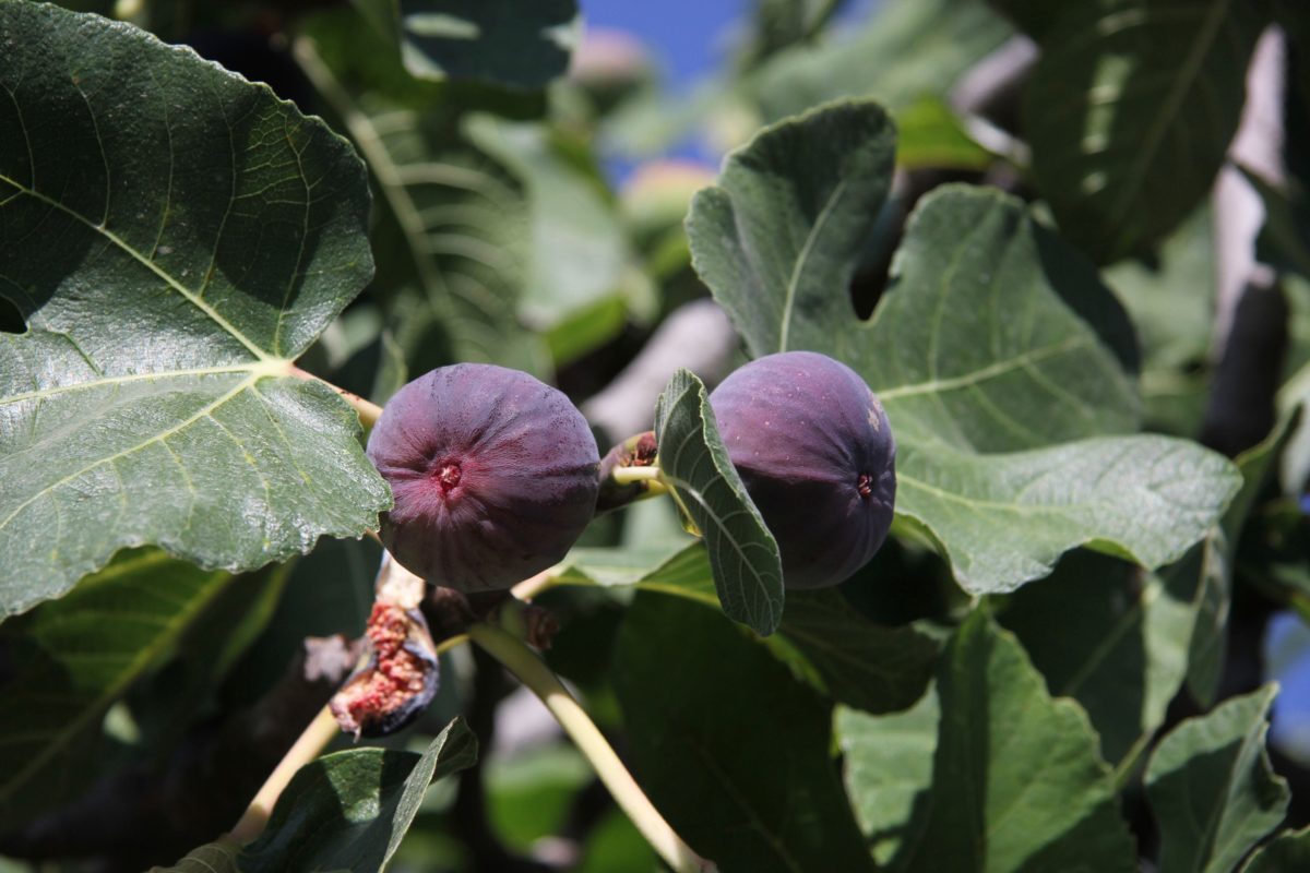 figue - studioportosabbia ©studioportosabbia