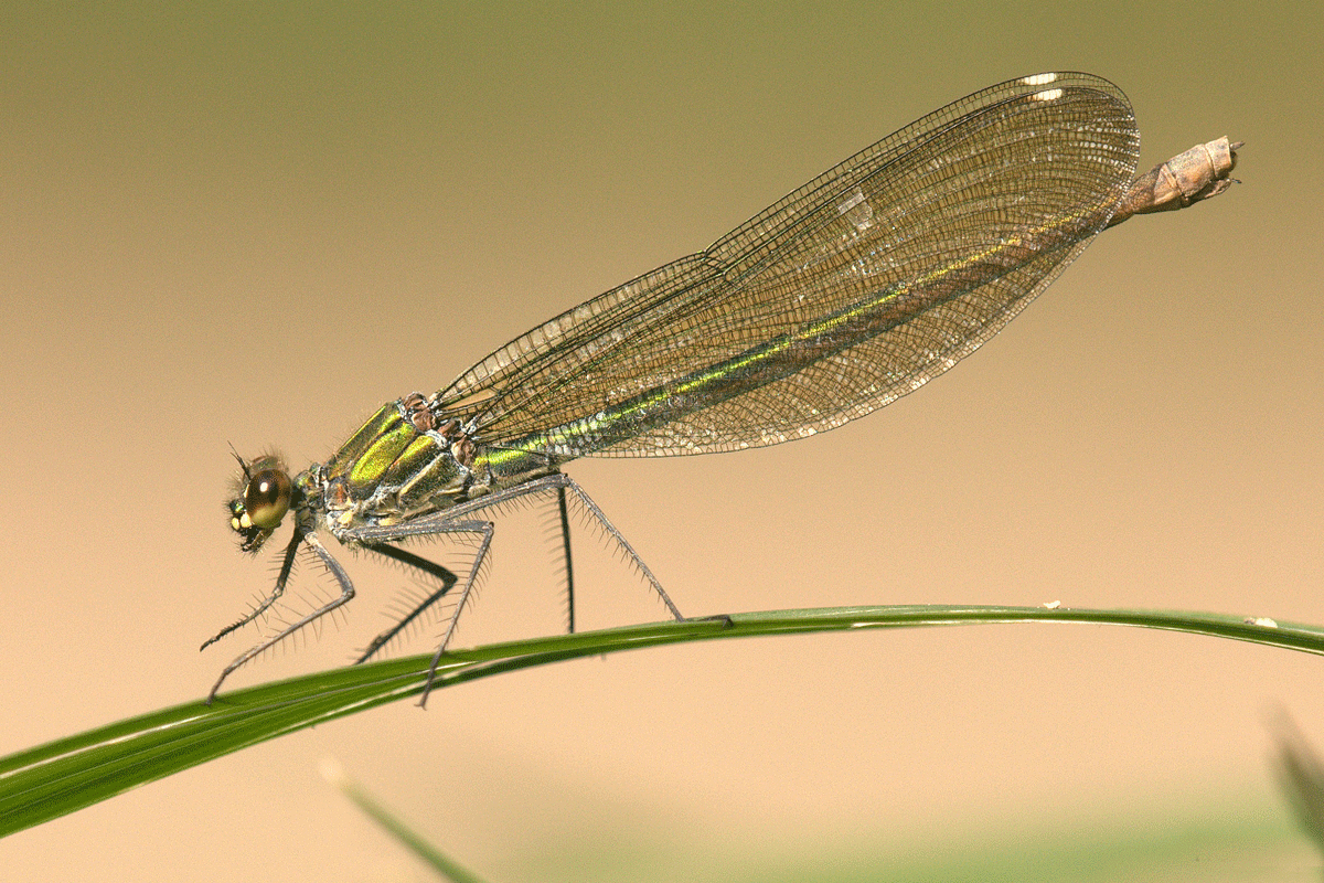 libellule-dragonfly-Pixabay-357135 libellule