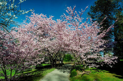 Parc oriental de Maulévrier : Hanami Parc oriental de Maulévrier : Hanami