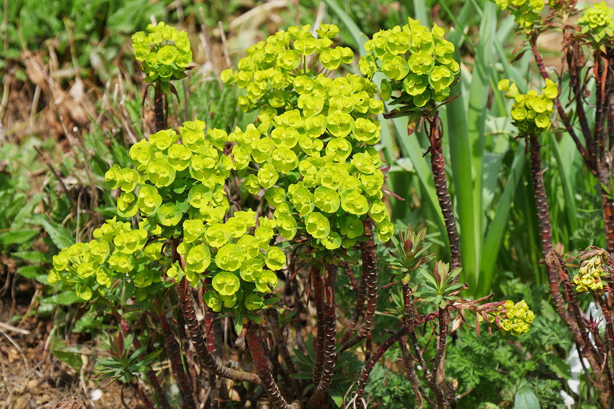 Euphorbe : Le jardin d'Adoué - Hortus Focus