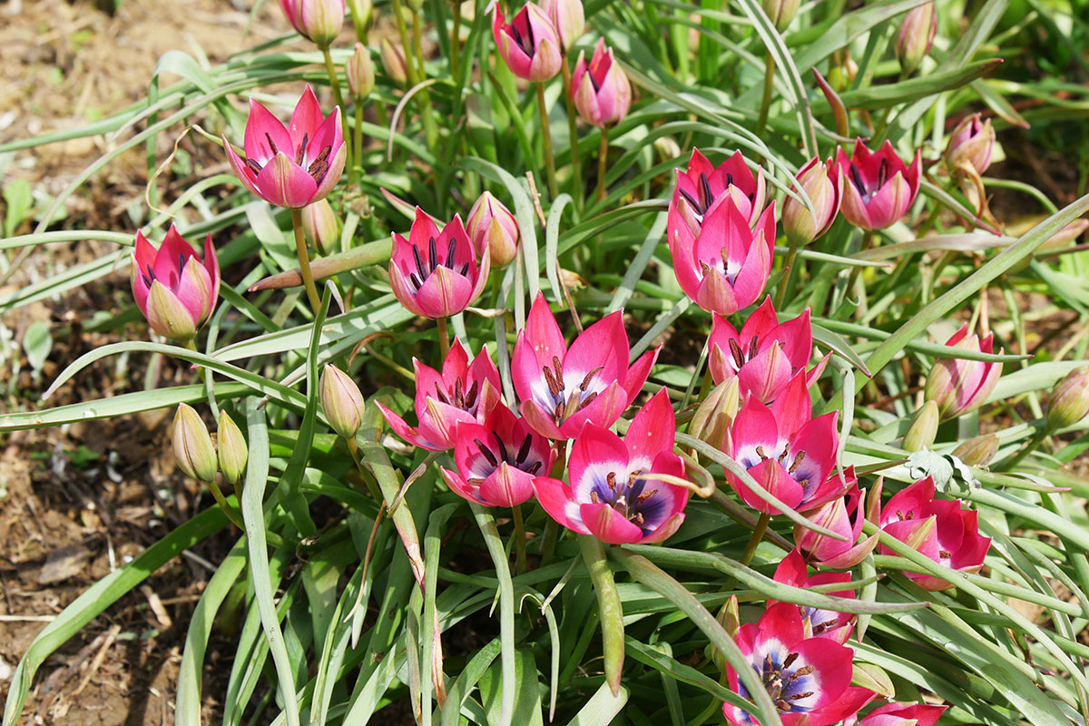 Tulipes
