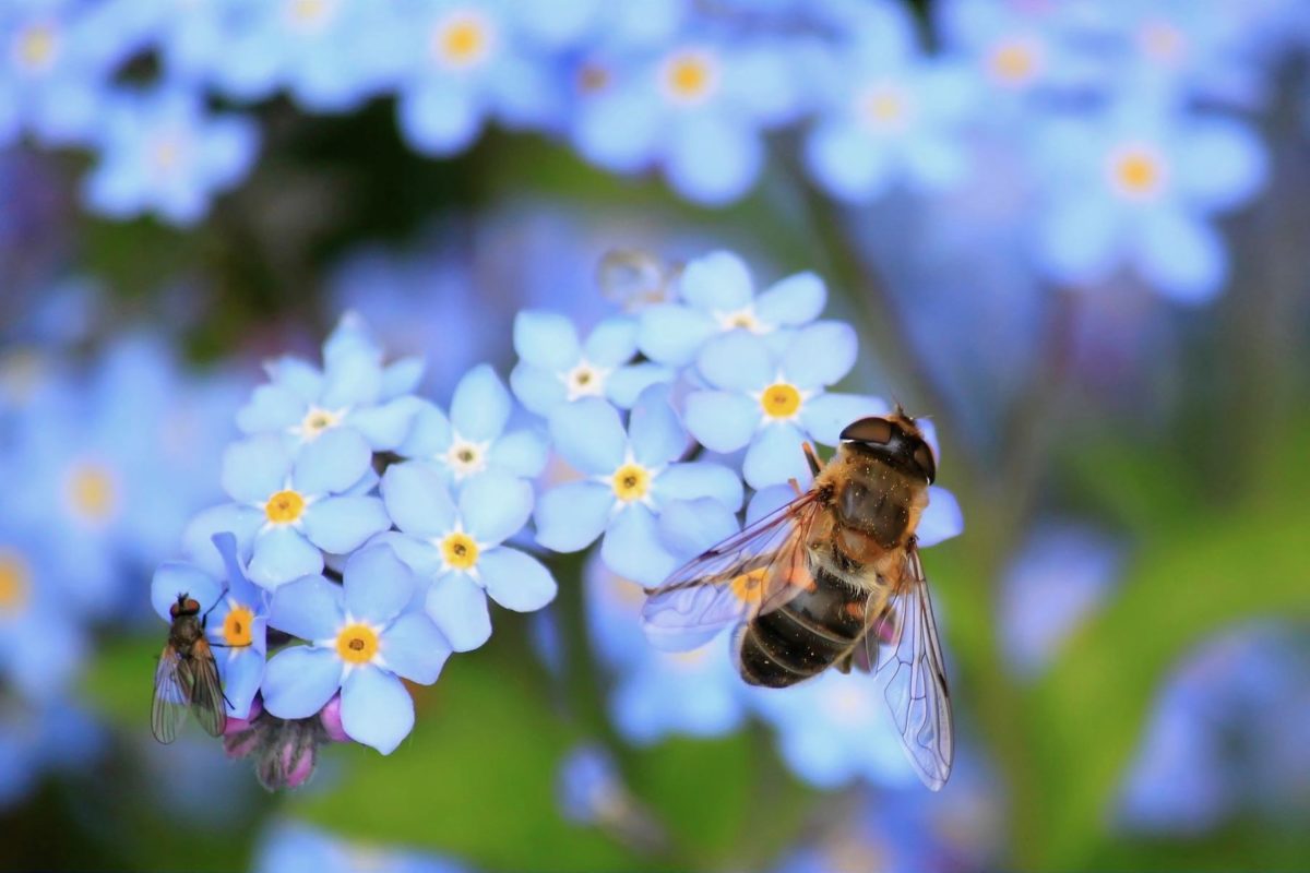 myosotis - abeille - mouche - pixabay -257176_1920 (1) Abeille sur un myosotis