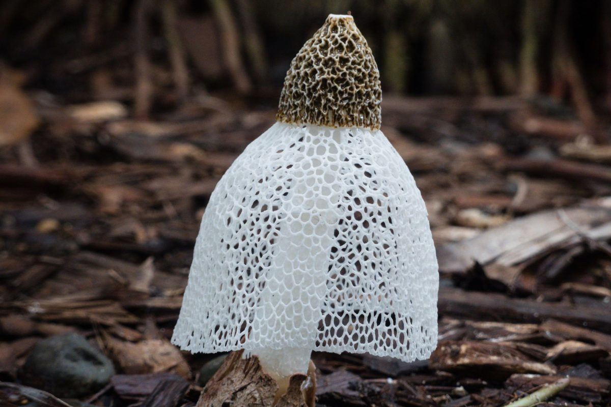 phallus indusatus - Connie Kerr phallus indusatus