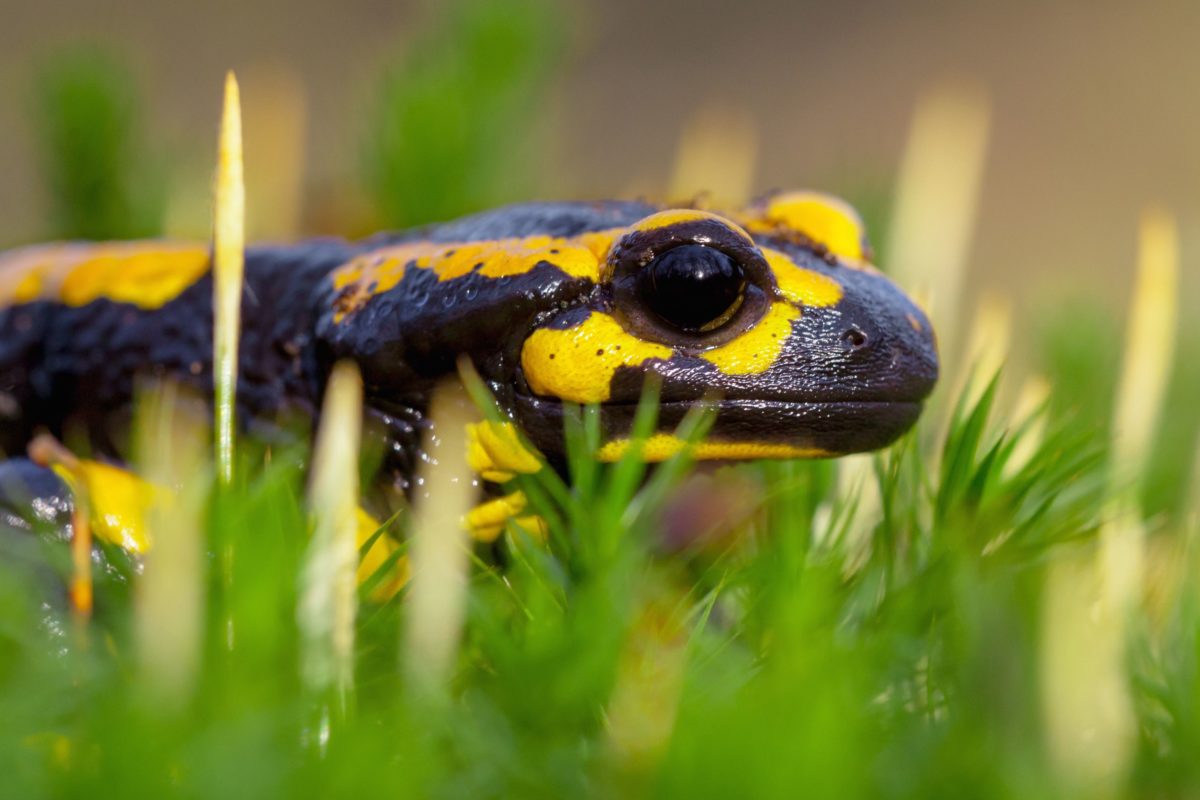 salamandre Salamandre