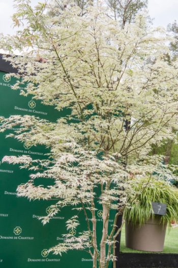 Chantilly : Érable japonais 'Uki-gumo' 