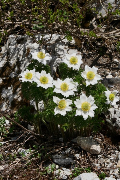 Anémone des Alpes - Pulsatilla alpina - Jardin botanique de la Rambertia ©Isabelle Morand Anémone des Alpes ©I. Morand