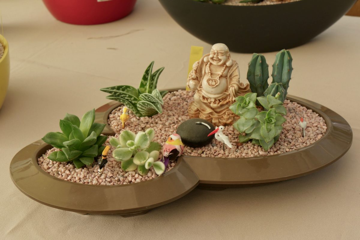 mini-paysage : cactus et succulentes... bouddha zen
