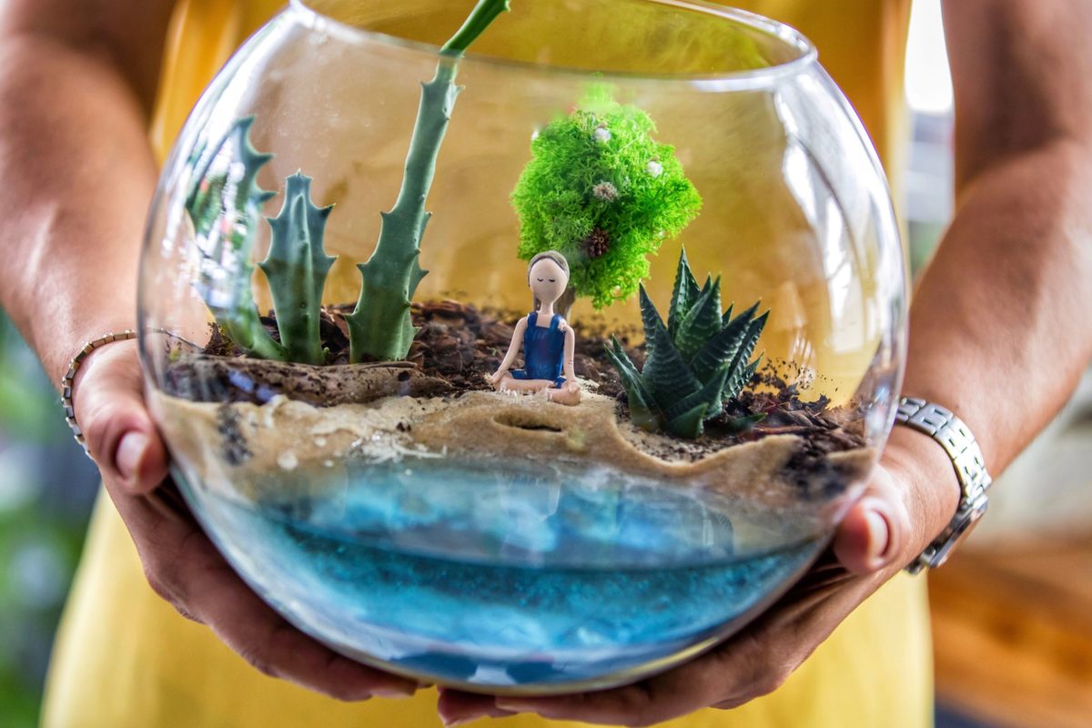 mini-paysages : cactus et succulentes... zen