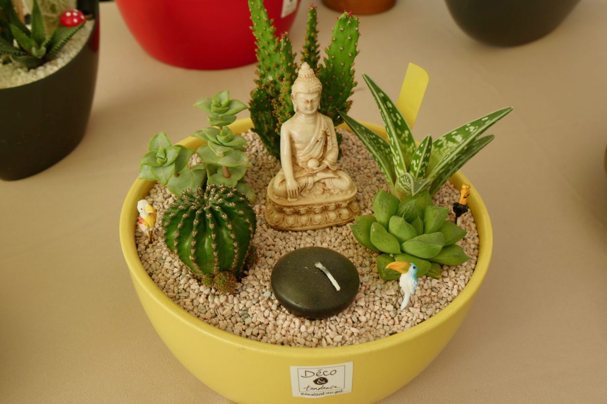 mini-paysages : cactus et succulentes... bouddha
