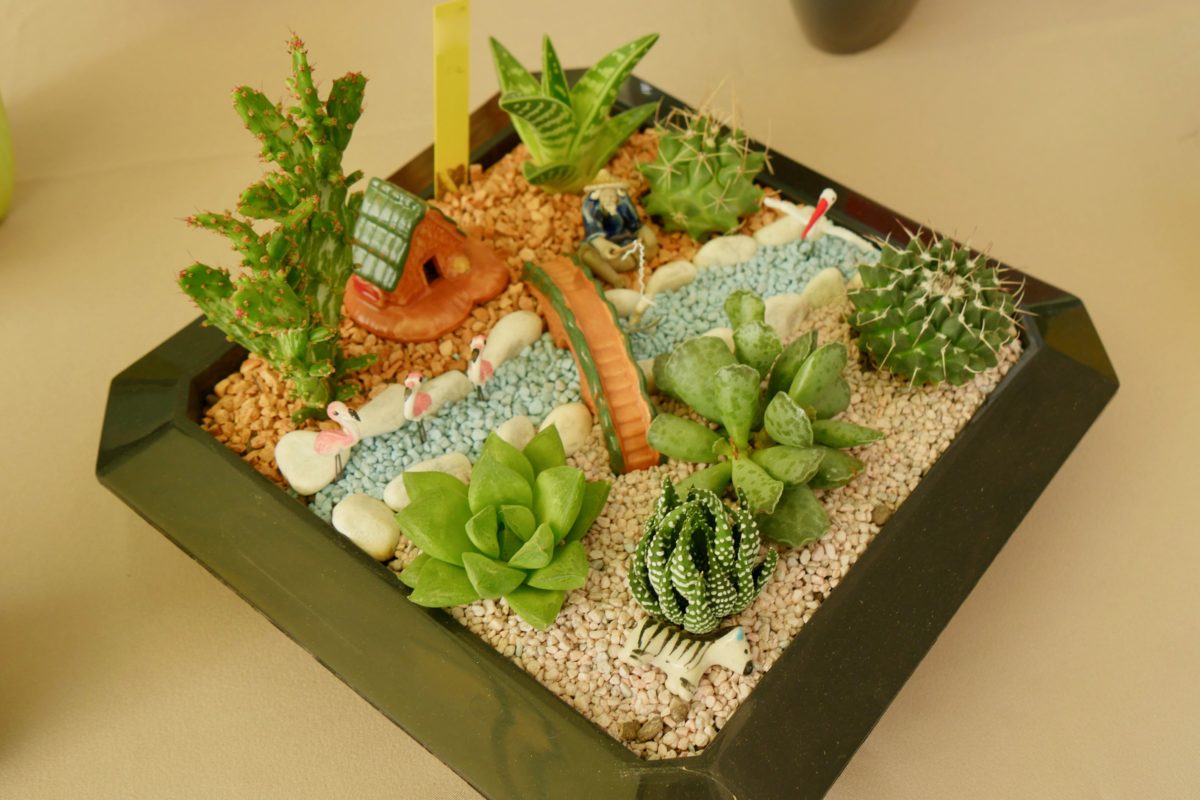 mini-paysages : cactus et succulentes... pont