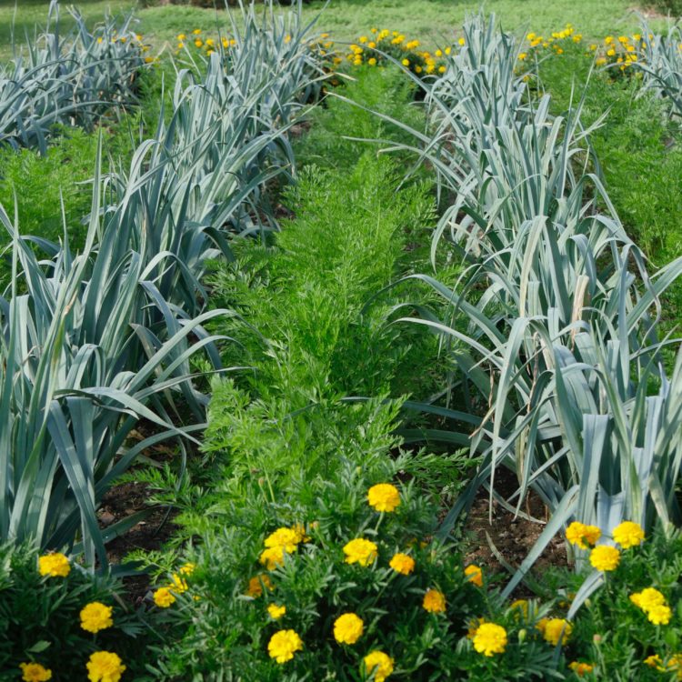 Poireau - carotte - La Bourdaisière - Potager - Isabelle Morand Poireaux - carottes, des plantes compagnes