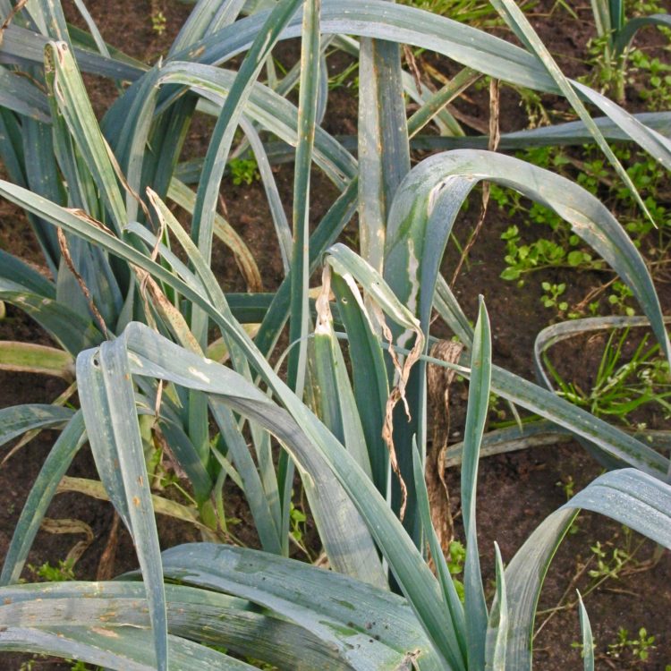 poireau - degats - teigne du poireau - Rasbak teigne du poireau