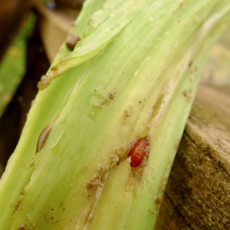 Pupe_de_mineuse - poireau - NDessenne Pupe de meneuse sur poireau