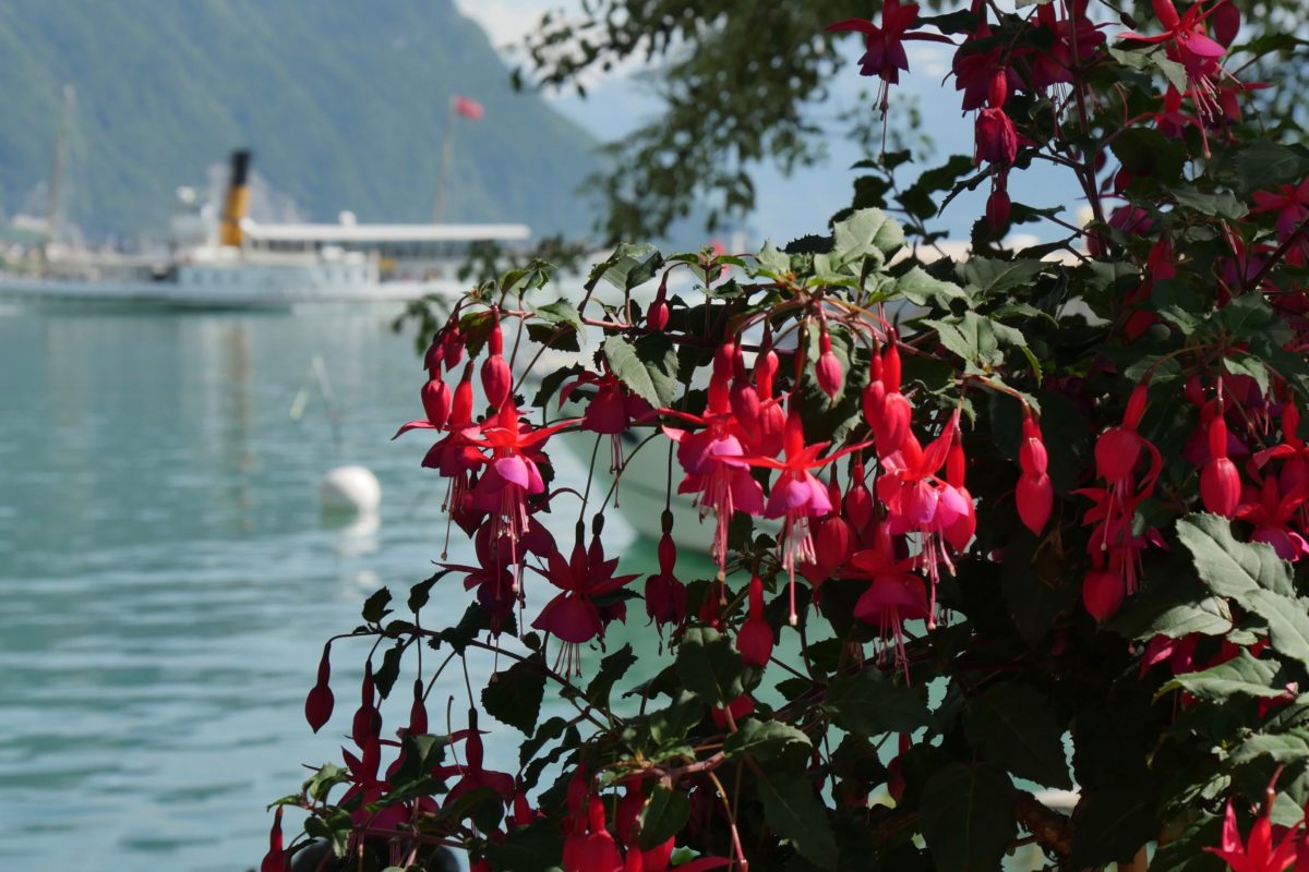 Quai des fleurs - Montreux - fuchsia
