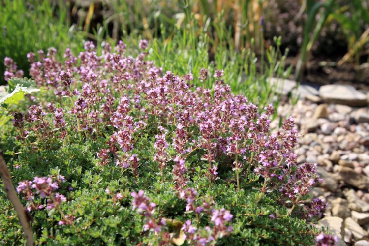 serpolet - thymus serpyllum - fotokate ©Fotokate