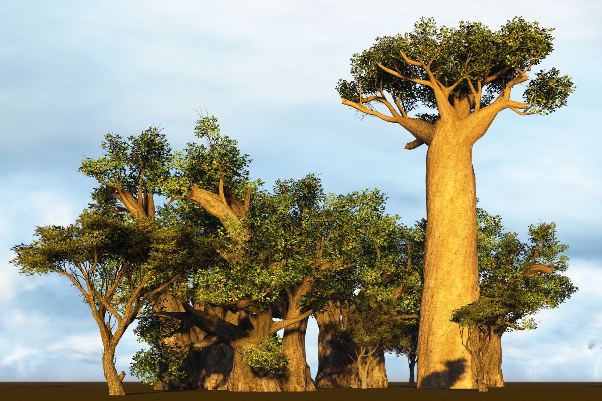 Baobabs en Afrique