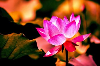 Fleur de lotus