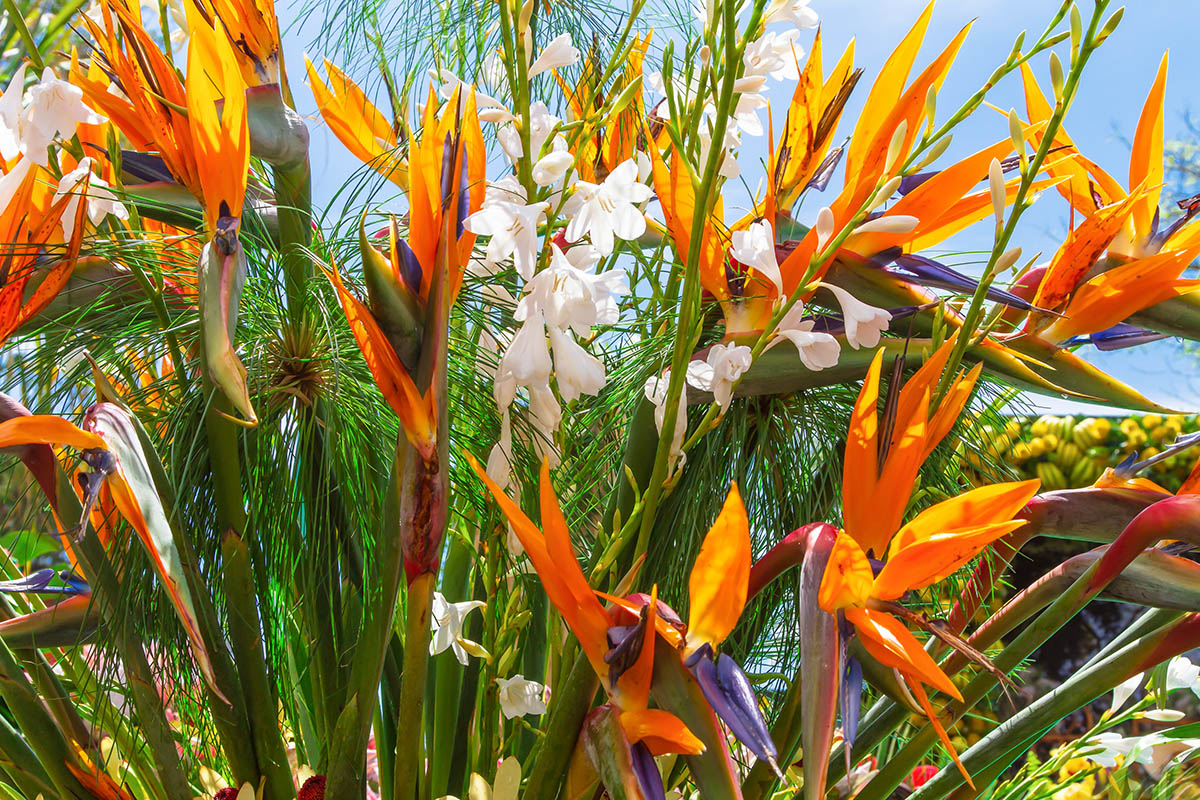 strelitzia - oiseau de paradis - Hortus Focus