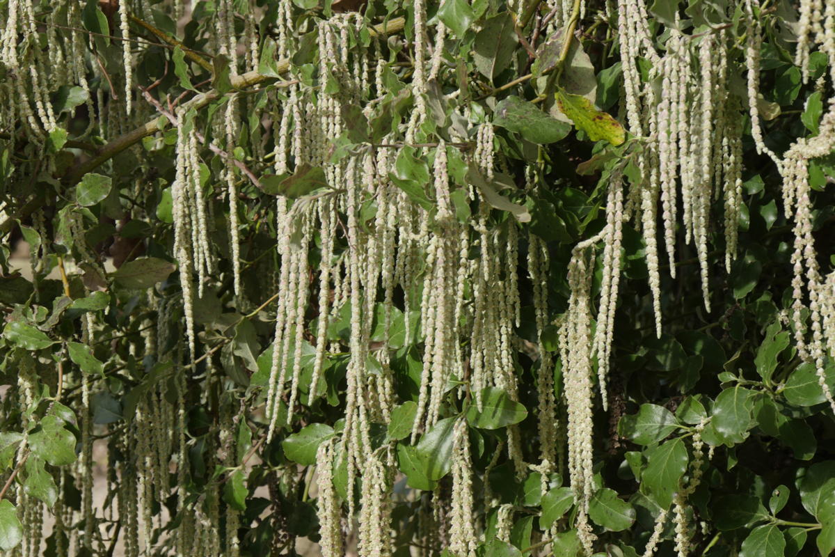 _1210188 Jardin des serres d'Auteuil - Garrya elliptica-Edit garrya elliptical - garrya à feuilles elliptiques - hortus focus