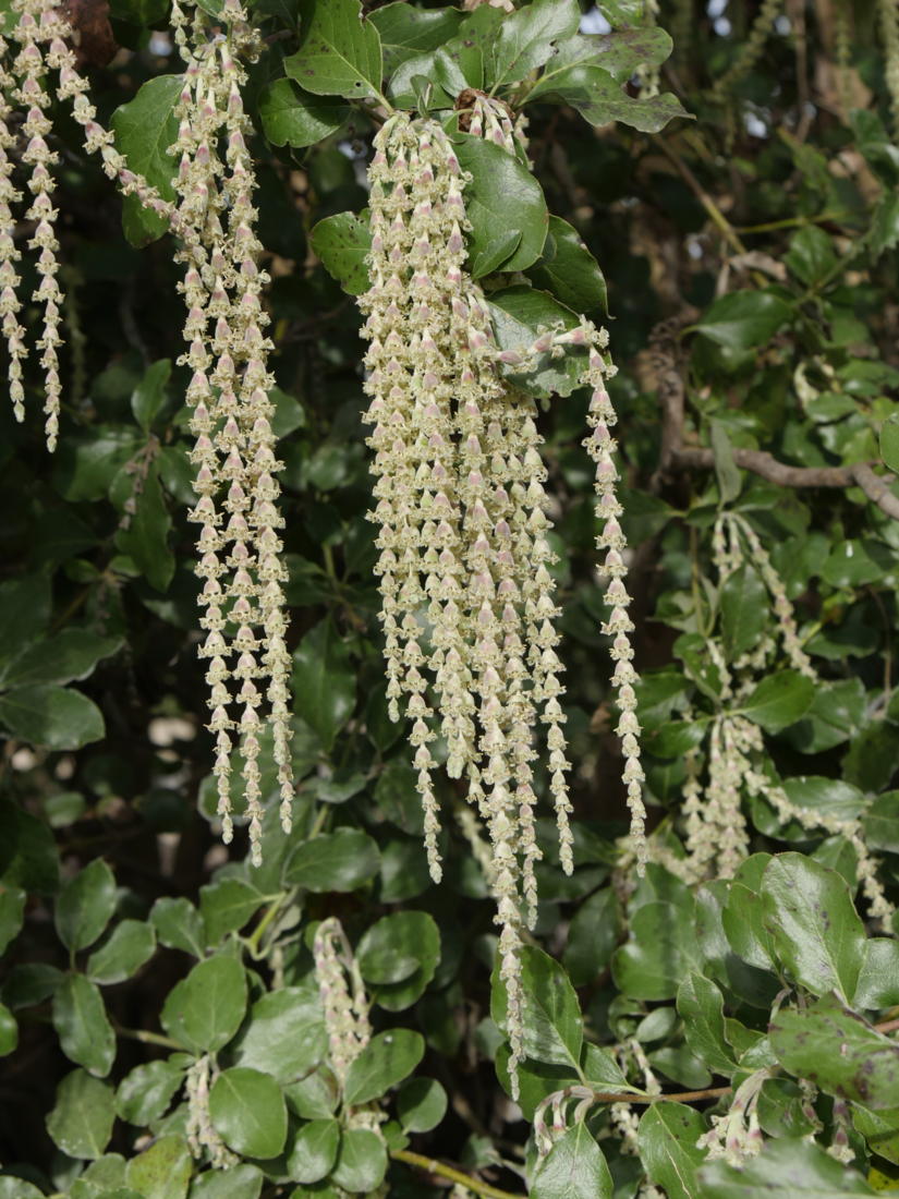 _1210189 Jardin des serres d'Auteuil - Garrya elliptica-Edit Garrya elliptica - garrya à feuilles elliptiques - hortus focus
