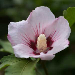 Taille : Althéa (Hibiscus syriacus)