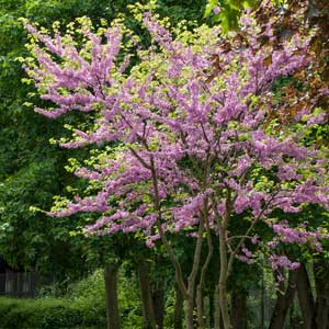 Quand tailler : Arbre de Judée (Cercis siliquastrum)