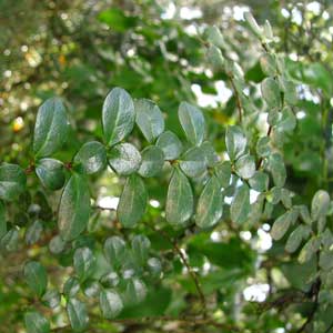 Quand tailler : Azara (Azara microphylla)