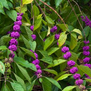 Quand tailler : Callicarpe (Callicarpa)